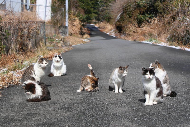 日本12大人气猫岛介绍 交通资讯